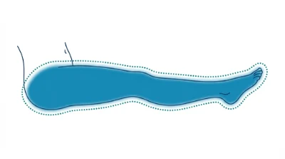 Diagram for Full legs